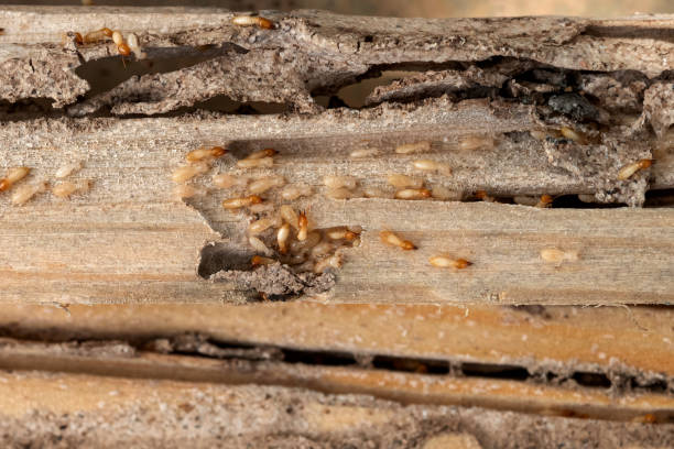 Best Emergency Pest Control  in Edgewood, IN