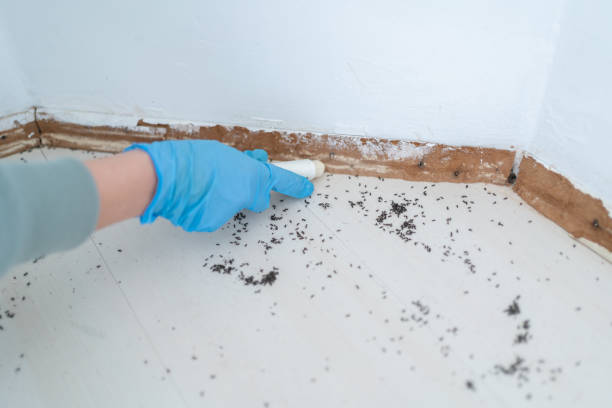 Best Affordable Pest Control Services  in Edgewood, IN